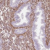 Anti-FKBP10 antibody produced in rabbit Prestige Antibodies&#174; Powered by Atlas Antibodies, affinity isolated antibody, buffered aqueous glycerol solution