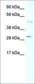 Anti-CASP3 antibody produced in rabbit IgG fraction of antiserum