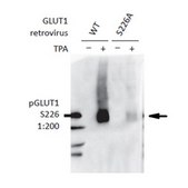 Anti-phospho GLUT-1 Antibody (Ser226) from rabbit, purified by affinity chromatography