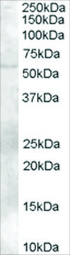 Anti-FAZF/TZFP/ZBTB32 antibody produced in goat affinity isolated antibody, buffered aqueous solution