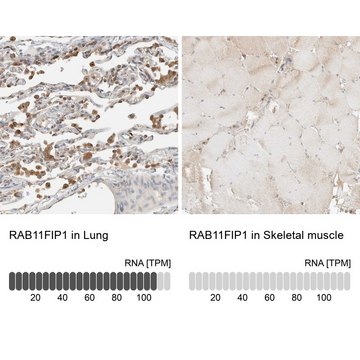 Anti-RAB11FIP1 antibody produced in rabbit Prestige Antibodies&#174; Powered by Atlas Antibodies, affinity isolated antibody, buffered aqueous glycerol solution, Ab1