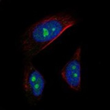 Anti-AATF antibody produced in rabbit Prestige Antibodies&#174; Powered by Atlas Antibodies, affinity isolated antibody, buffered aqueous glycerol solution