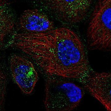 Anti-SEC24D antibody produced in rabbit Prestige Antibodies&#174; Powered by Atlas Antibodies, affinity isolated antibody