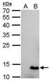 Monoclonal Anti-6X His tag antibody produced in mouse clone GT161, affinity isolated antibody