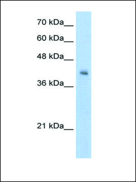 Anti-VSIG4 antibody produced in rabbit IgG fraction of antiserum