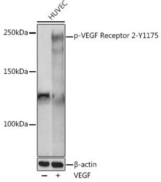 Anti-Phospho-VEGF Receptor 2-Y1175 antibody produced in rabbit