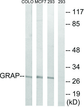 Anti-GRAP antibody produced in rabbit affinity isolated antibody