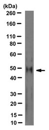 Anti-Cereblon Antibody, clone 4A7H6 clone 4A7H6, from mouse
