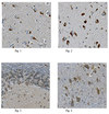 Anti-TrkA Antibody, clone 6B2 ascites fluid, clone 6B2, from mouse