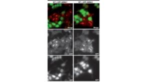 Anti-APP Antibody, clone 1D1 clone 1D1, from rat