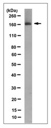 Anti-Cas9 Antibody, clone 7A9 clone 7A9, from mouse