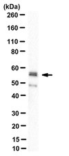 Anti-GABA(A) Receptor &#945;2 Antibody, clone N399/19 clone N399/19, from mouse