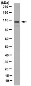 Anti-Ribeye Antibody, clone 3D12.1 clone 3D12.1, from mouse