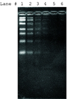 SYBR&#174; Green II RNA gel stain 10,000&#160;× in DMSO