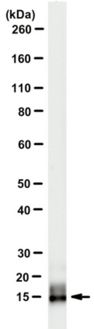 Anti-Neuritin (CPG15) Antibody, clone A6.1 clone A6.1, from mouse