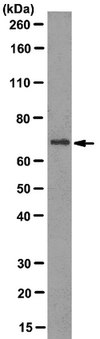 Anti-Delta3 Antibody, clone 1E7.2 clone 1E7.2, from mouse