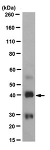 Anti-Pan-QKI Antibody, clone N147/6 clone N147/6, from mouse