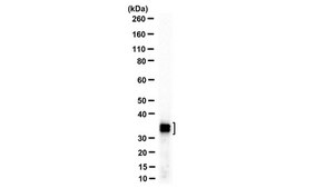 Anti-SET (I2PP2A) Antibody, N-term Antibody, clone 10E7 clone 10E7, from mouse