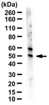 Anti-BHMT Antibody, clone 8C11H5 ascites fluid, clone 8C11H5, from mouse