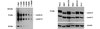 Anti-Lamin A/C Antibody, clone 4C11 clone 4C11, from mouse