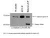 Anti-Lamin A (mature) Antibody, clone 4A4-A4 clone 4A4-A4, from mouse
