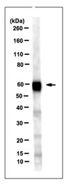 Anti-Cochlin Antibody/COCH, clone 9A10D2 clone 9A10D2, from rat