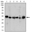 Anti-PPM1A, clone 7F12 Antibody clone 7F12, from mouse