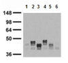 Anti-Pan-QKI Antibody, clone N147/6 clone N147/6, from mouse
