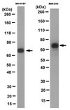 Anti-Ubiquilin 2 Antibody, clone 6H9 clone 6H9, from mouse