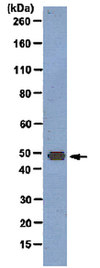 Anti-DRD4 Antibody, clone 2B9 clone 2B9, from mouse