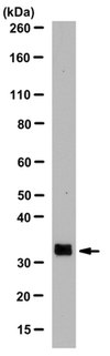 Anti-Syntaxin-2 Antibody, clone 2F2.1 clone 2F2.1, from mouse