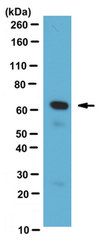 Anti-TRPML3 Antibody, clone N268/18 clone N268/19, from mouse