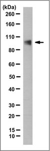 Anti-Neuroligin-1, clone 1C9.1 Antibody clone 1C9.1, from mouse