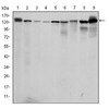 Anti-PKN2, clone 1D1 Antibody ascites fluid, clone 1D1, from mouse