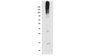 Anti-SUMO-2/3 Antibody, clone 8A2 clone 8A2, from mouse