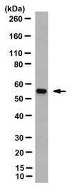Anti-Cytokeratin 8 Antibody, clone TROMA-1 clone TROMA-1, from rat