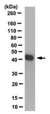 Anti-Glutamine Synthetase Antibody, clone 11A3.1 clone 11A3.1, from mouse