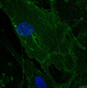 Anti-Integrin alpha 5 (CD49e) Antibody, clone mAb16 clone mAb16, from rat