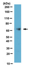 Anti-TRPML3 Antibody, clone N268/18 clone N268/19, from mouse