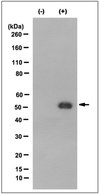 Anti-peptidyl-citrulline, clone F95 Antibody clone F95, from mouse