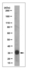 Anti-SDHB Antibody, clone 10C5.1 clone 10C5.1, from mouse