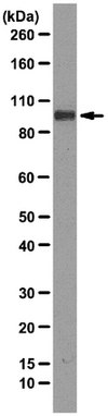Anti-GluR2 Antibody, clone L21/32 clone L21/32, from mouse