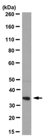 Anti-PL Scramblase 1 Antibody, clone 1A8 clone 1A8, from mouse