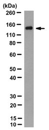 Anti-Cas9 Antibody, C-term. clone 10C11-A12 clone 10C11-A12, from mouse