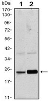 Anti-Rab10 Antibody, clone 4E2 ascites fluid, clone 4E2, from mouse
