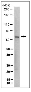 Anti-CHRDL1 Antibody, clone 10C9.3 clone 10C9.3, from mouse