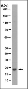 Anti-SKP1 Antibody, clone 3F3.1 clone 3F3.1, from mouse