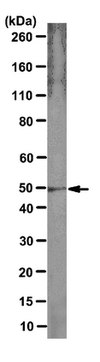 Anticorps anti-récepteur dopaminergique&nbsp;D2 (DRD2), clone&nbsp;2B9 clone 3D9, from mouse