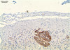 Anti-CYP11B2 Antibody, clone 41-17B clone 41-17B, from mouse