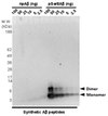Anti-phospho-Amyloid beta (Ser8) Antibody, clone 1E4E11 clone 1E4E11, from mouse